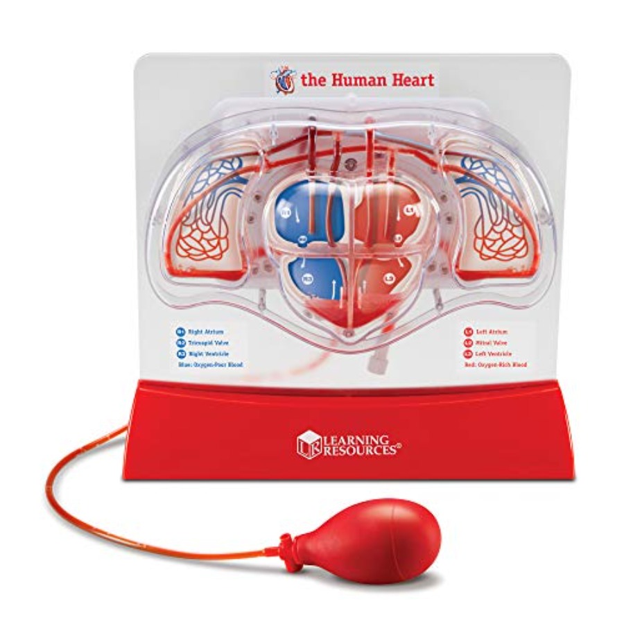 Science Nature - Science classroom STEM anatomy model for
